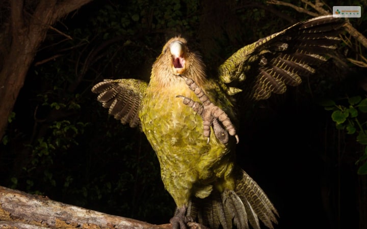 Kakapo