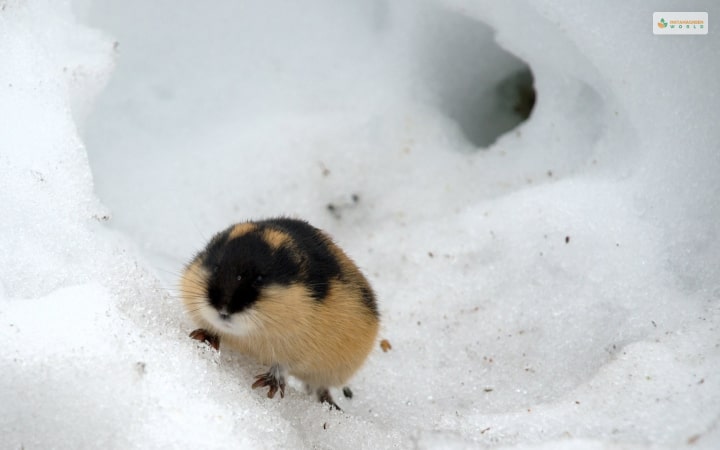 Lemming