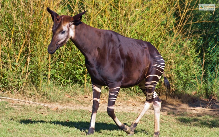 Okapi