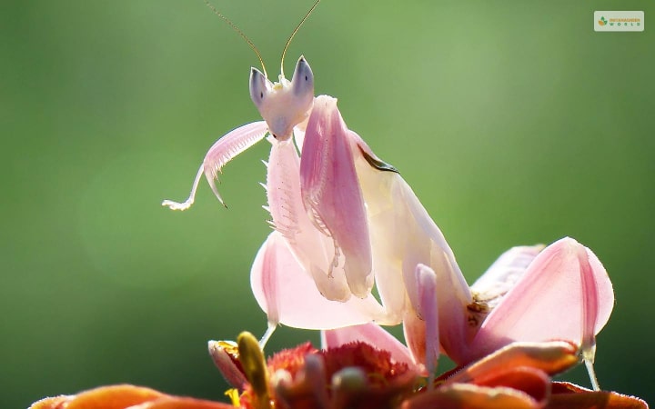 Orchid Mantis