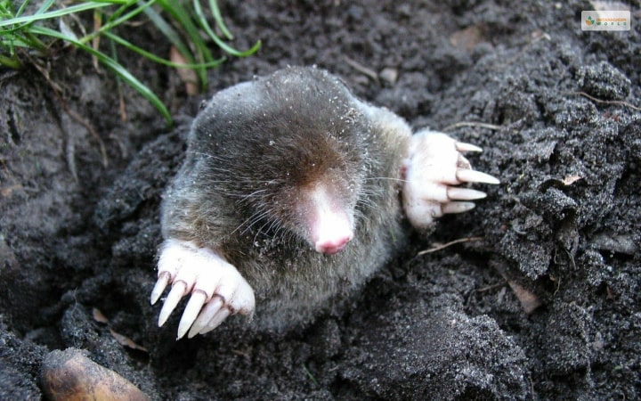 Star Nosed Mole