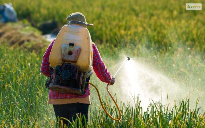 Top 12 Best Natural Pesticide To Make At Home Must Read!