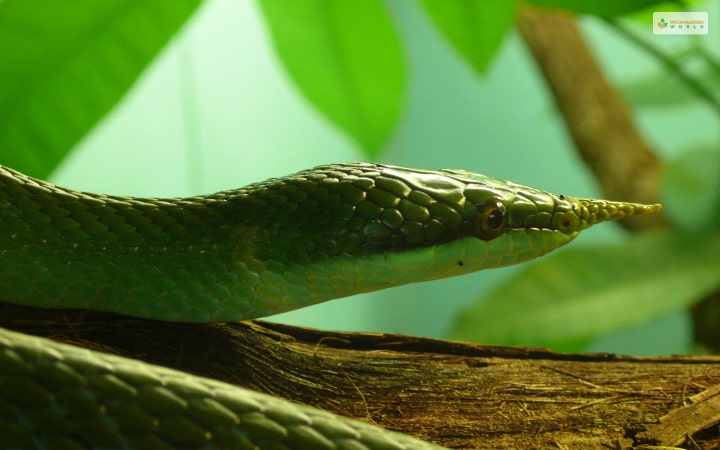 Vietnamese Long Nosed Snake