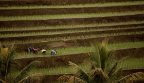 terrace farming