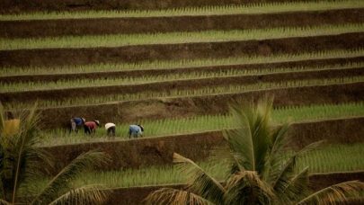 terrace farming