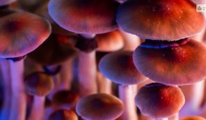 How Long Do Shrooms Stay In Your System