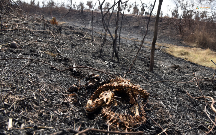 Animals Lost In Amazon Forest Fire