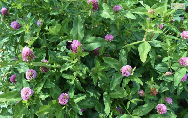 Trifolium Pratense or Red Clover