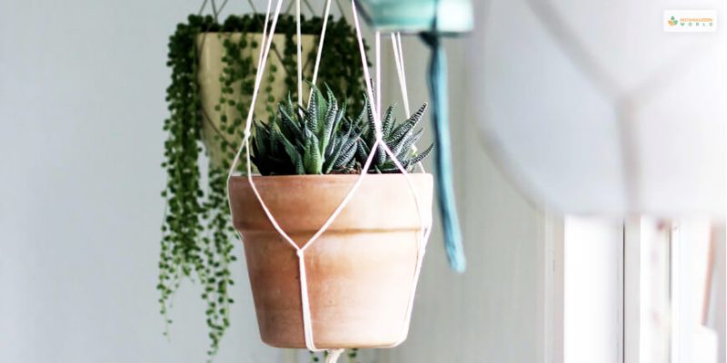 hanging plant stand