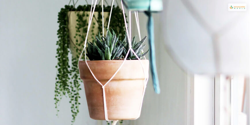 hanging plant stand