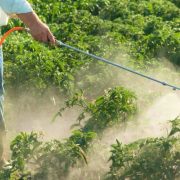 Top 12 Edition How To Make Natural Pesticide At Home