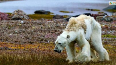 Polar Bears