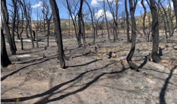 Post-Wildfire Soil Stabilization on Federal Land