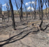 Post-Wildfire Soil Stabilization on Federal Land
