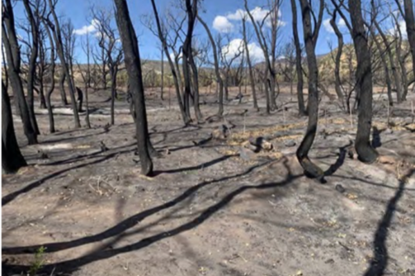 Post-Wildfire Soil Stabilization on Federal Land